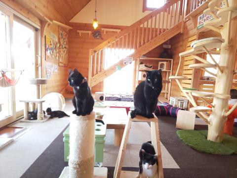 保護ねこカフェ ねこ達のいえ Jafナビ