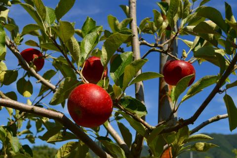 しもせりんご村 | JAFナビ