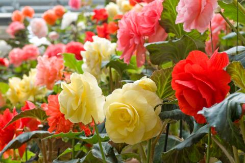 なばなの里 | JAFナビ