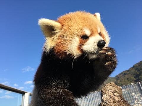 周南市徳山動物園 | JAFナビ